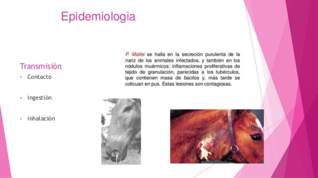 MUERMO EQUINO EBOOK MUERMO EQUINO EBOOK